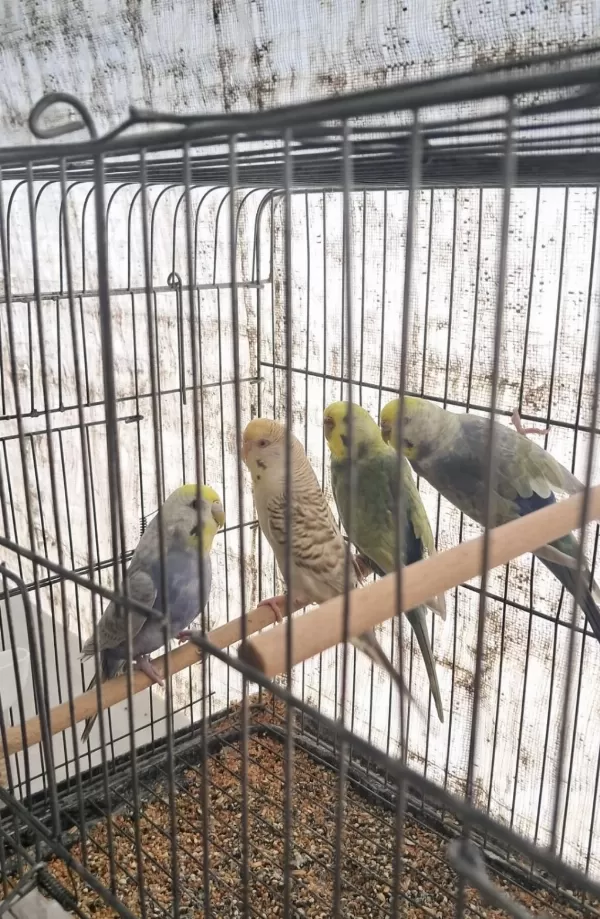 Eşe Hazir Rainbow Muhabbet Kuşlar
