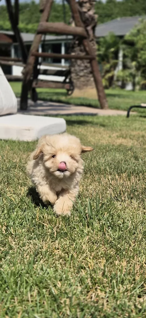 Akıllı Ve Tüy Dökmeyen Karakteriyle Maltipoo Yavrusu