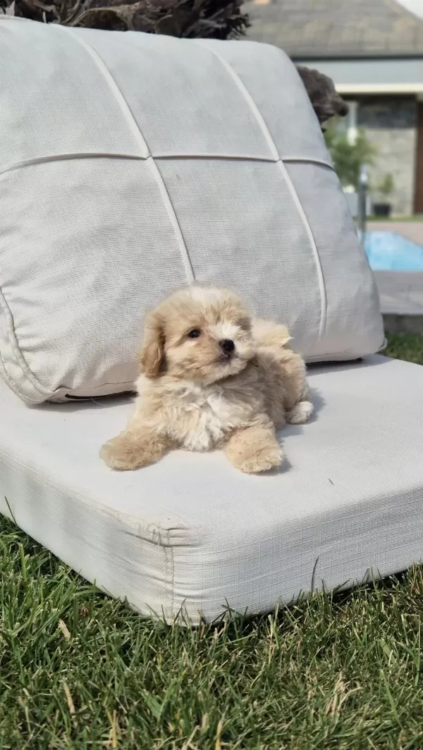 Akıllı Ve Tüy Dökmeyen Karakteriyle Maltipoo Yavrusu
