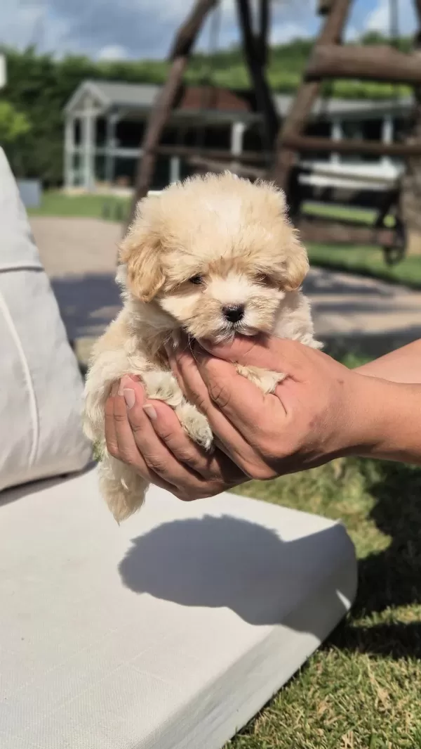 Akıllı Ve Tüy Dökmeyen Karakteriyle Maltipoo Yavrusu