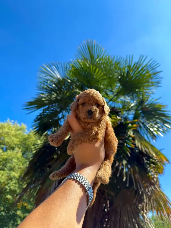 Teddy Face Toypoodle Bebekler İrkın En İyisi