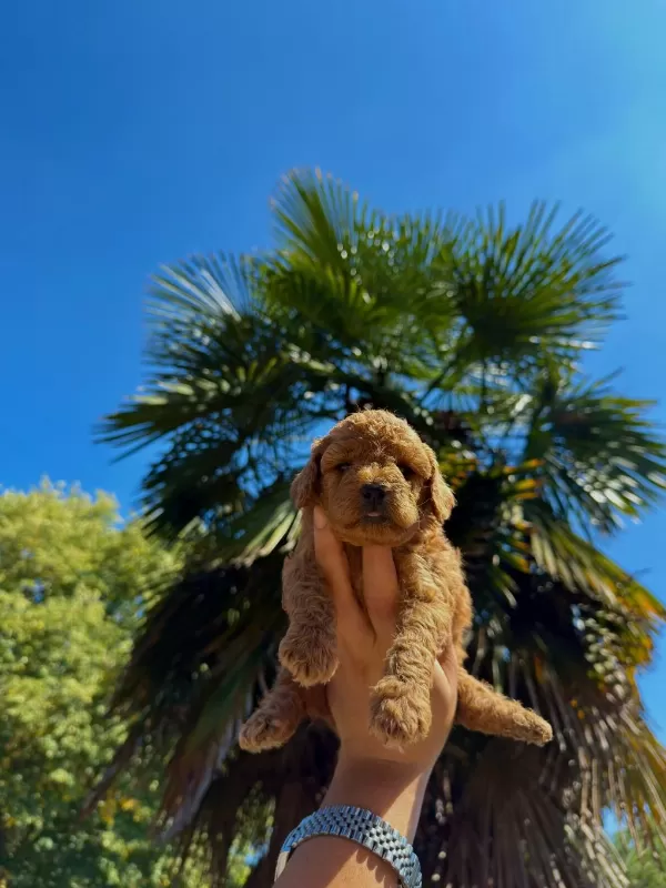 Teddy Face Toypoodle Bebekler İrkın En İyisi