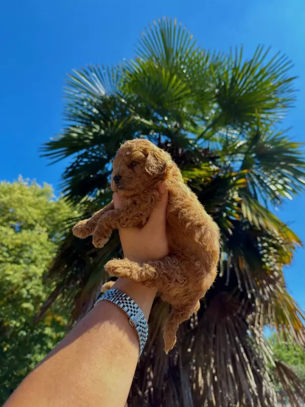 Teddy Face Toypoodle Bebekler İrkın En İyisi