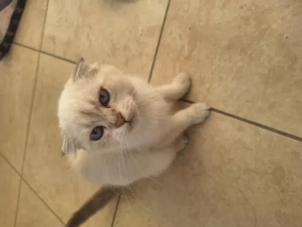 2 Aylık Scottish Fold