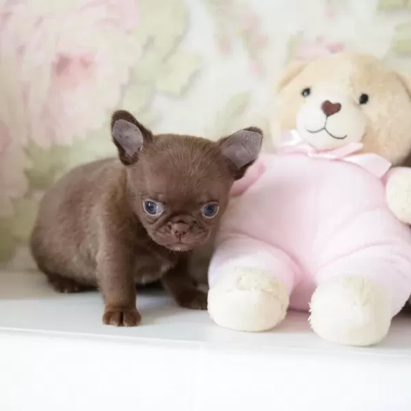 Eşsiz Güzellikte Safkan Chihuahua Yavrularimiz