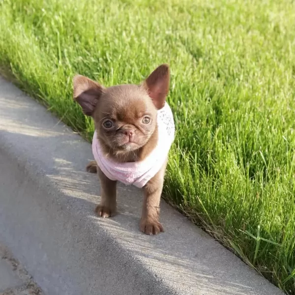 Eşsiz Güzellikte Safkan Chihuahua Yavrularimiz