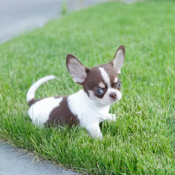 Safkan Mini Chihuahua Yavrularimiz
