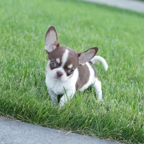 Safkan Mini Chihuahua Yavrularimiz