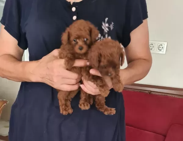 Kore Kan Teacup Poodle Yavrular