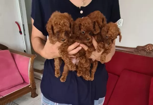Kore Kan Teacup Poodle Yavrular