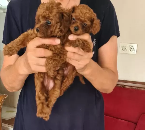 Kore Kan Teacup Poodle Yavrular