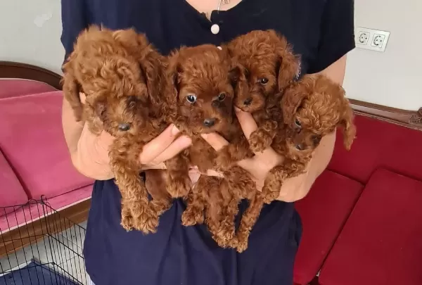 Kore Kan Teacup Poodle Yavrular