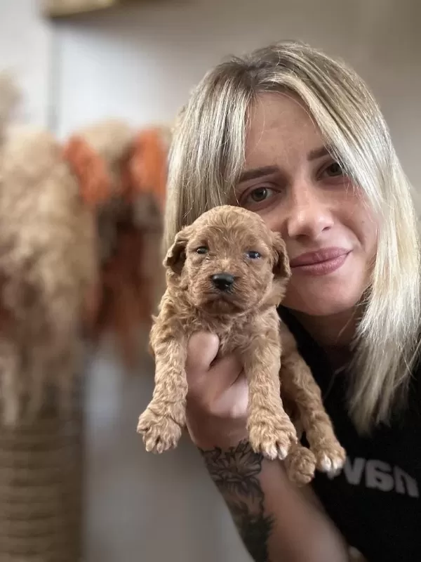 Toy Poodle Yavrularımız