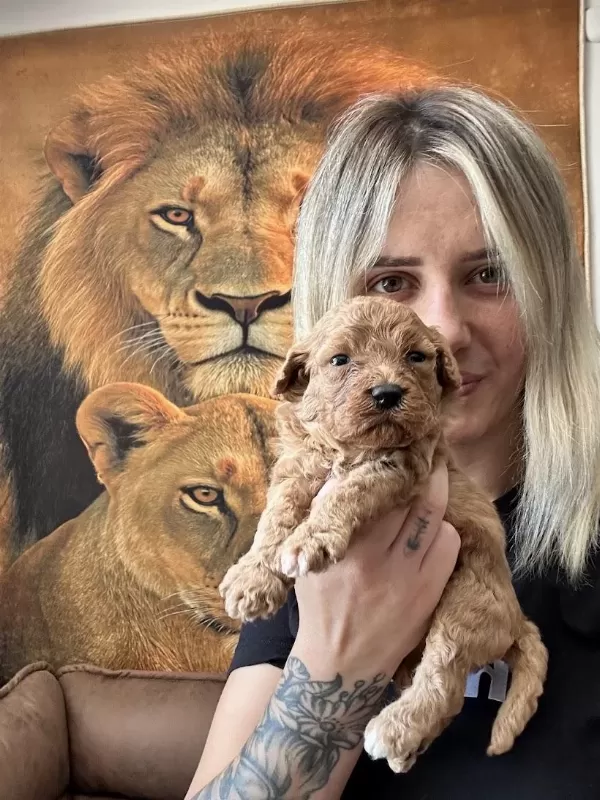 Toy Poodle Yavrularımız