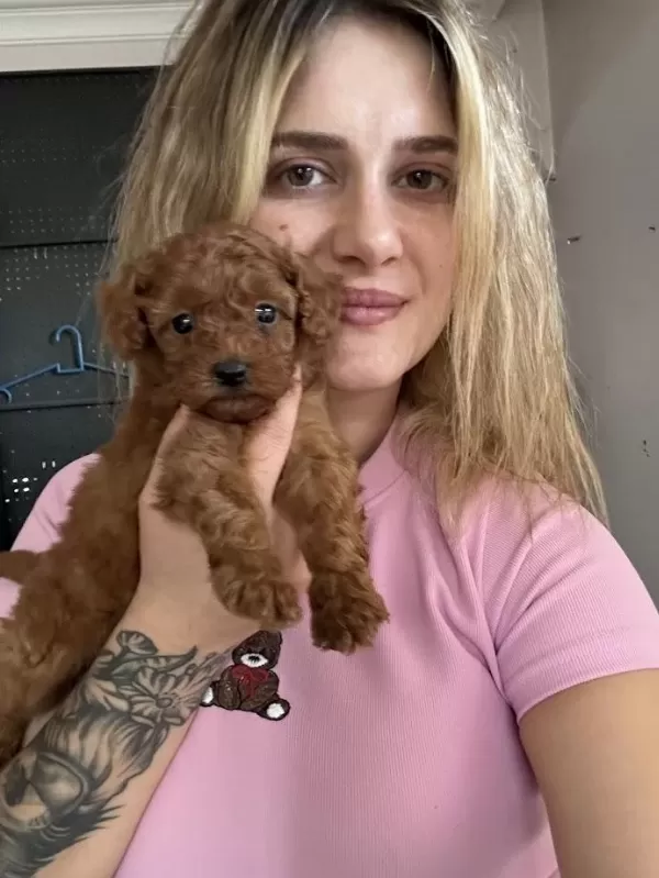 Toy Poodle Yavrularımız