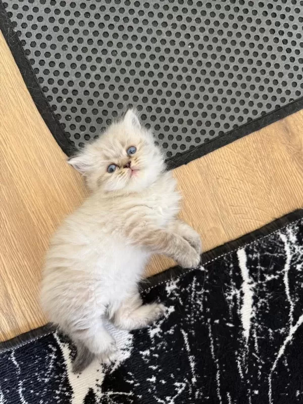 British Longhair Paşam Rezerveye Açilmiştir