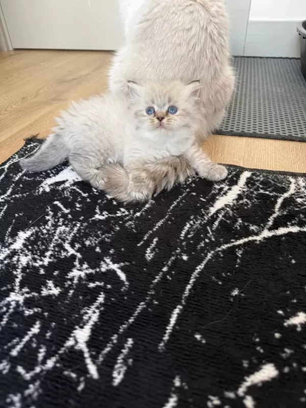 British Longhair Paşam Rezerveye Açilmiştir