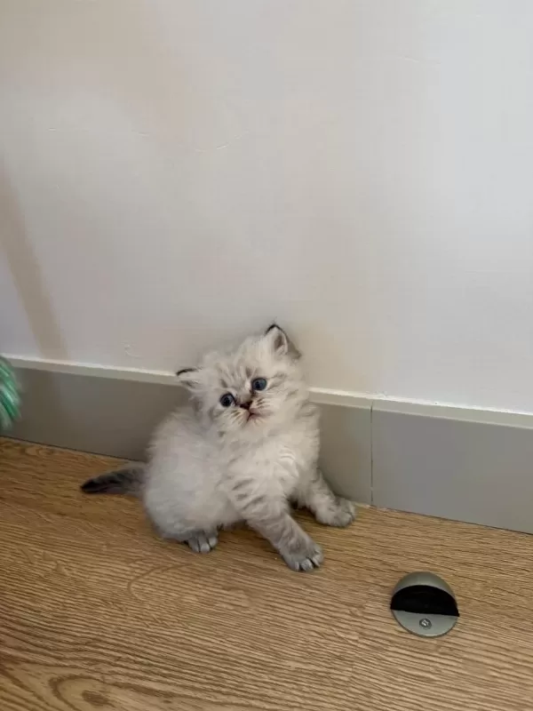 British Longhair Paşam Rezerveye Açilmiştir