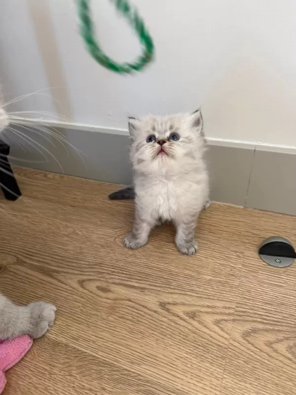 British Longhair Paşam Rezerveye Açilmiştir