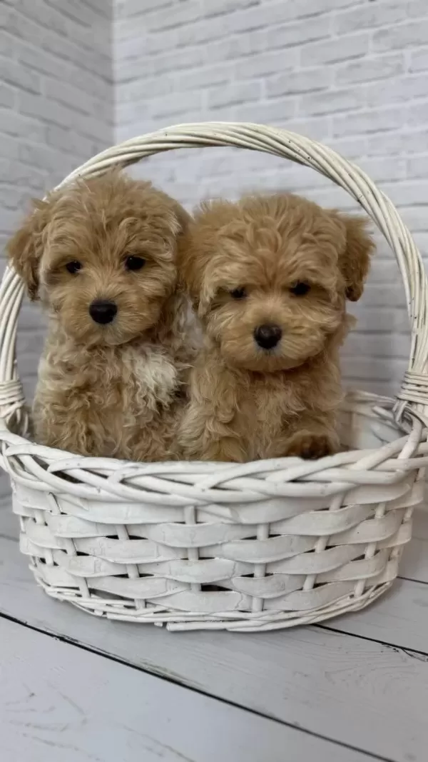 Harika Maltipoo Bebeğimiz