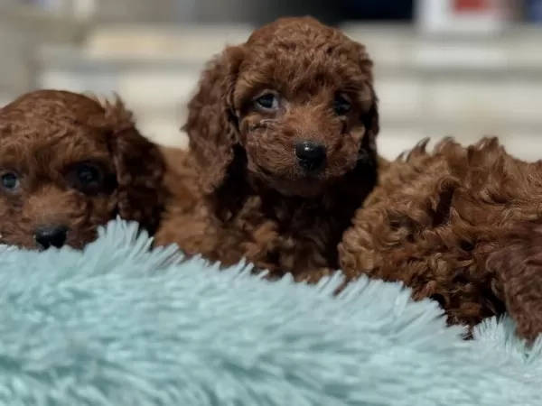 Petmode Köpek Çiftlğinde Ziyarete Açık Kore Toy Poodle