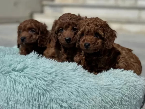 Petmode Köpek Çiftlğinde Ziyarete Açık Kore Toy Poodle