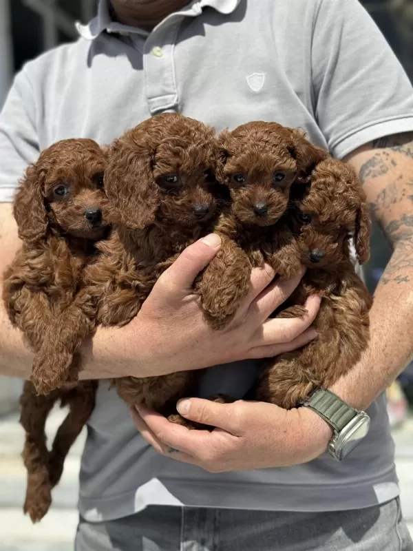 Petmode Köpek Çiftlğinde Ziyarete Açık Kore Toy Poodle