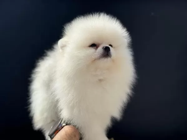Petmode Köpek Çiftliğinden Pomeranian Yavrular