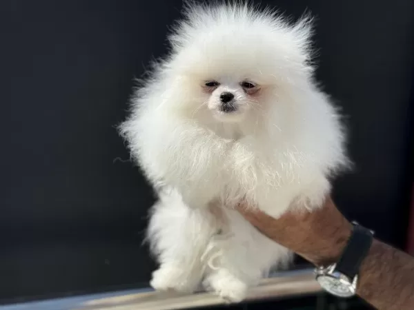 Petmode Köpek Çiftliğinden Pomeranian Yavrular
