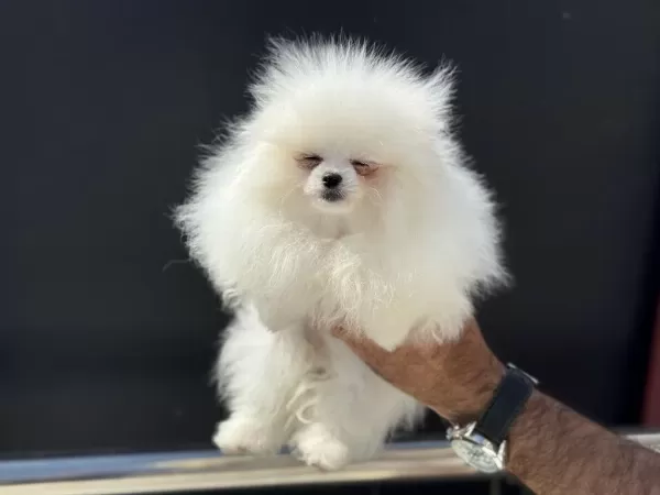 Petmode Köpek Çiftliğinden Pomeranian Yavrular