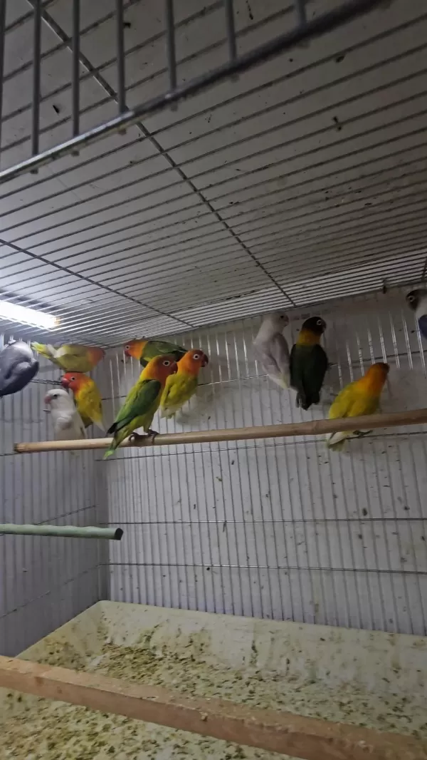 2 Aylik Yavru Bebek Cennet Papaganlari