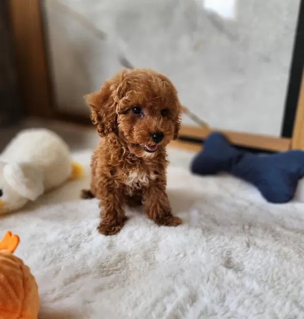Sevimli Maltipoo Yavrularimiz