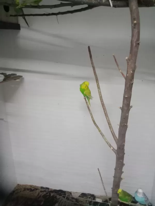 Sağlıklı Şov Erkek Kuşumuz
