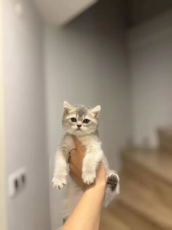British Shorthair Safkan Yavrularim