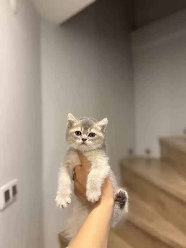 British Shorthair Safkan Yavrularim
