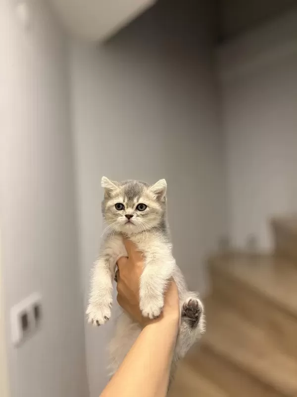 British Shorthair Safkan Yavrularim