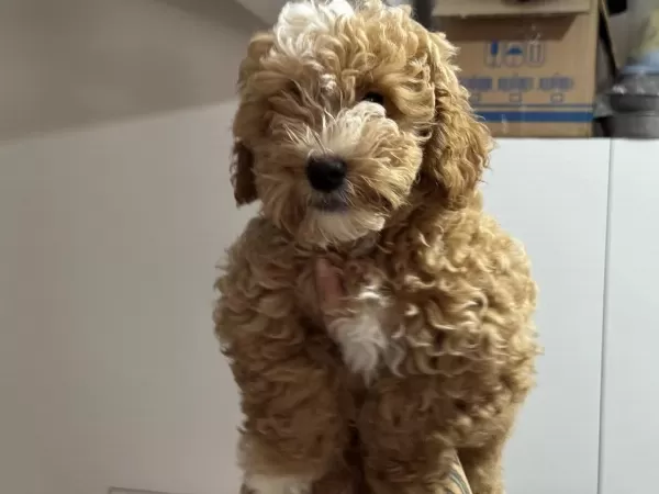En Güzel Wc Eğitimli Maltipoo Yavrularımız