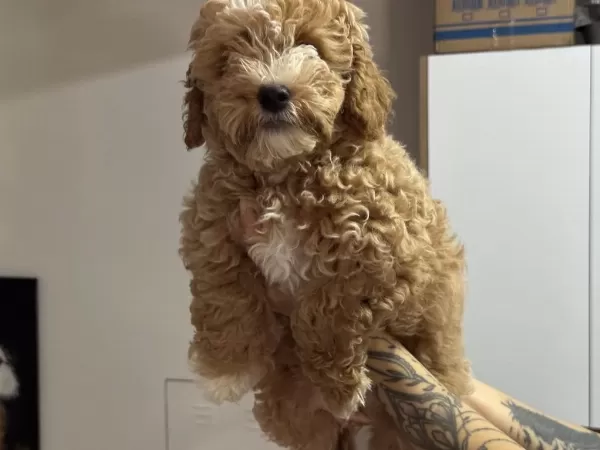 En Güzel Wc Eğitimli Maltipoo Yavrularımız