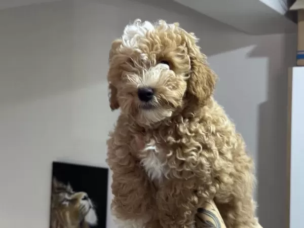 En Güzel Wc Eğitimli Maltipoo Yavrularımız