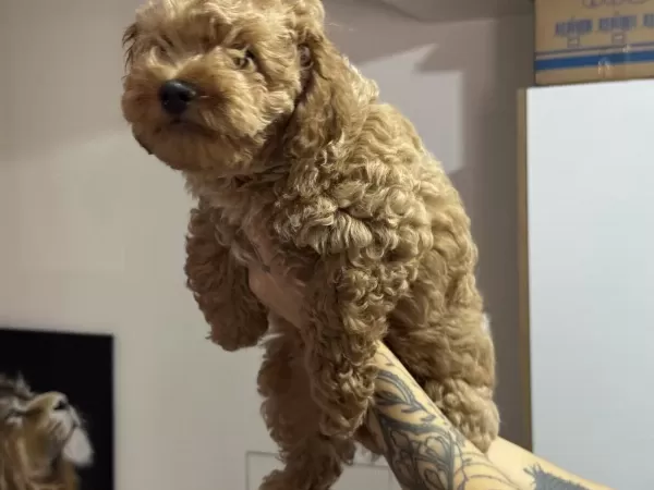 En Güzel Wc Eğitimli Maltipoo Yavrularımız