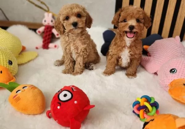 Maltipoo Yavrularimiz