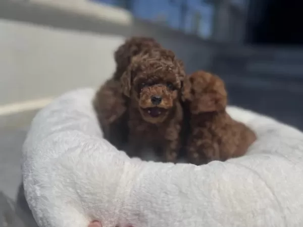 Ankarada Ziyarete Açık Toy Poodle Yavrularımız