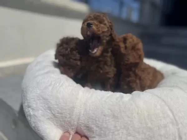 Ankarada Ziyarete Açık Toy Poodle Yavrularımız