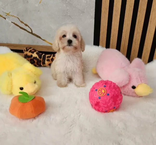 Maltipoo Yavrularimiz