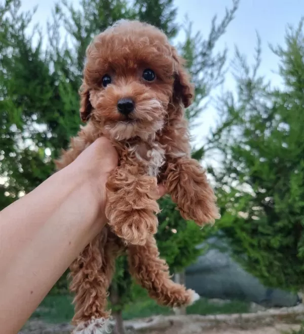 Maltipoo Yavrularimiz