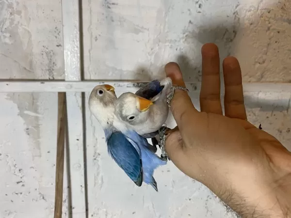 El Besleme Cennet Papağanı Bebeler Kalite