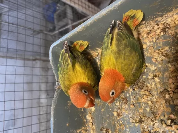 El Besleme Cennet Papağanı Bebeler Kalite