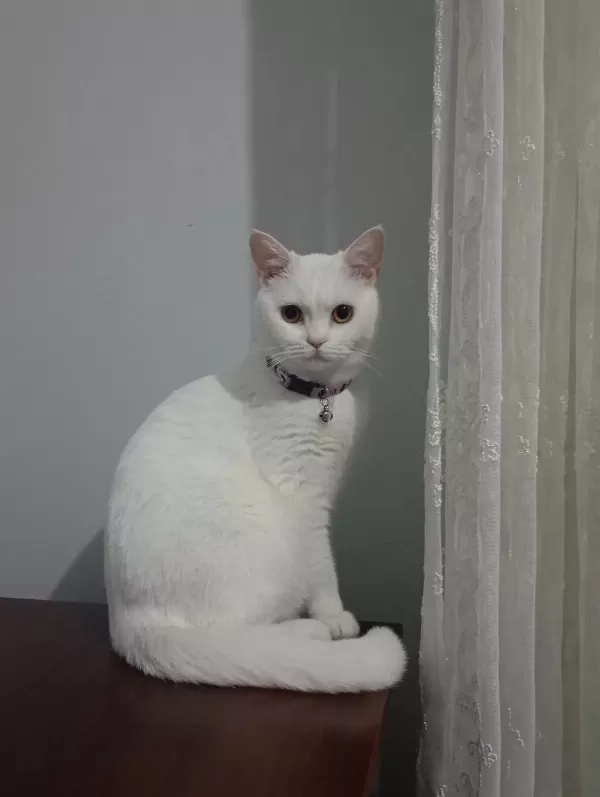 Ücretsiz Sahiplendirme Çok Tatlı Kedimiz