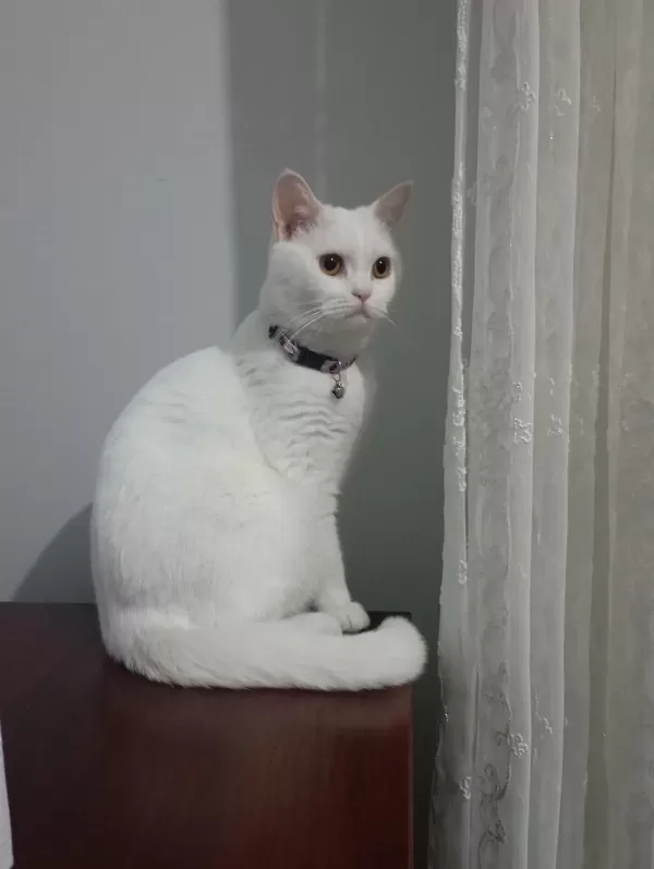 Ücretsiz Sahiplendirme Çok Tatlı Kedimiz