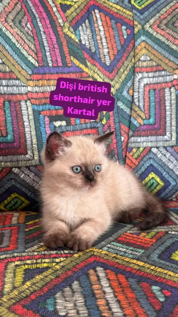 Bal Surat British Bebekler Yeni Yuvaya Gitmeye Hazır